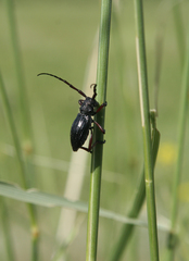 Eodorcadion carinatum