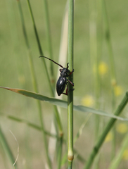 Eodorcadion carinatum