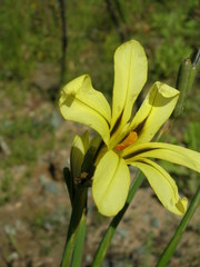 Moraea longistyla