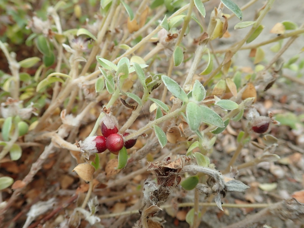 Pimelea villosa, Hokio Beach, New Zealand, by arnim