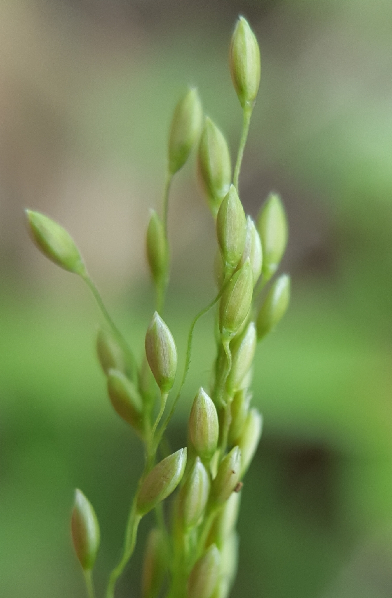 (c) François Rousseu, certains droits réservés (CC BY-NC) https://www.inaturalist.org/observations/106590144
