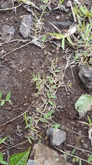 Brachiaria umbellata