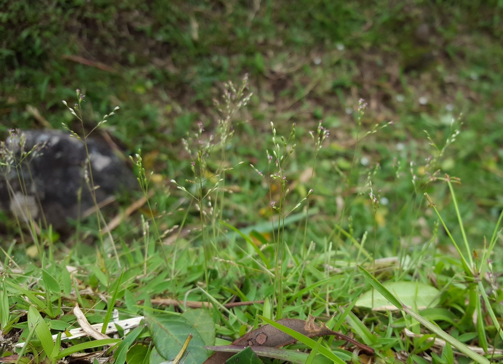 (c) François Rousseu, certains droits réservés (CC BY-NC) https://www.inaturalist.org/observations/106590144