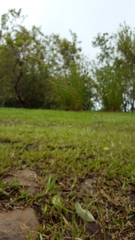 Eragrostis hildebrandtii