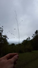 Eragrostis hildebrandtii