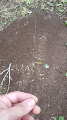 Eragrostis hildebrandtii