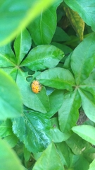 Aspidimorpha miliaris