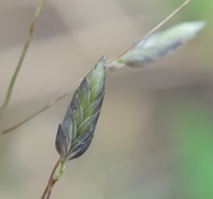 Eragrostis hildebrandtii