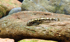 Yaoshania pachychilus