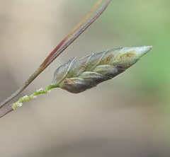 Eragrostis hildebrandtii