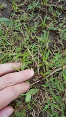 Eragrostis hildebrandtii