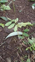Eragrostis hildebrandtii