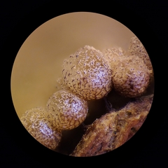 Cribraria argillacea