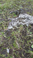 Eragrostis hildebrandtii