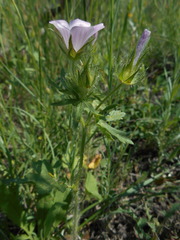 Malva setigera