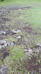 Eragrostis hildebrandtii