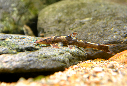 Confusing hillstream loach (Homaloptera confuzona) — Balitoridae