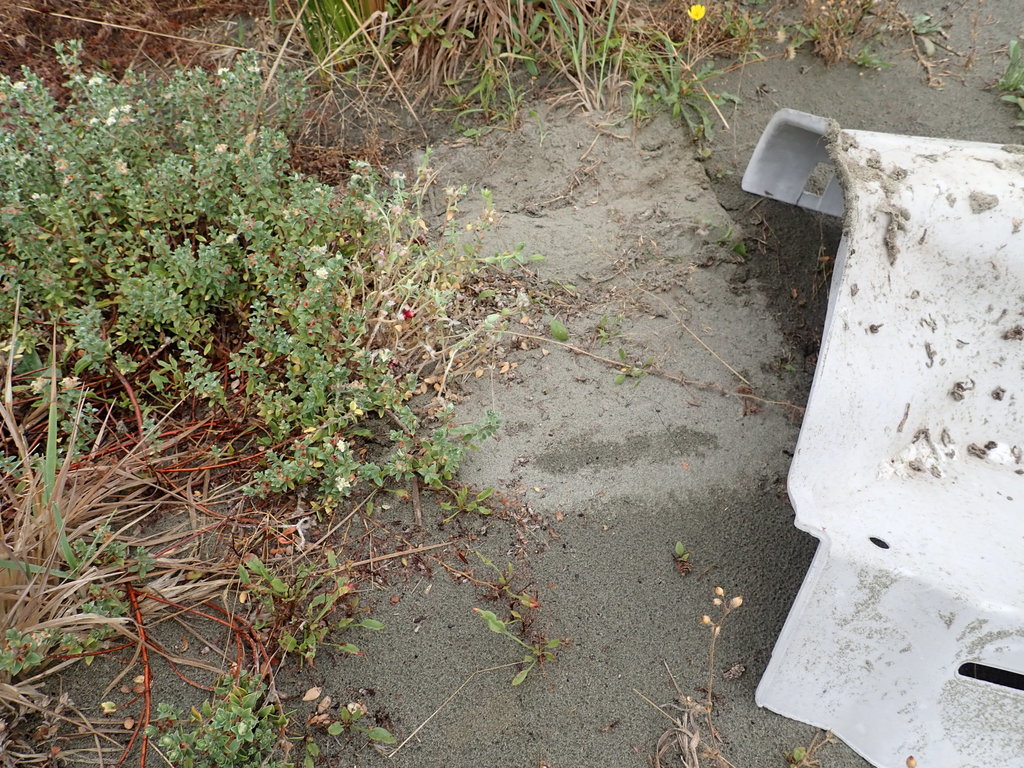 Pimelea villosa, Hokio Beach, New Zealand, by arnim