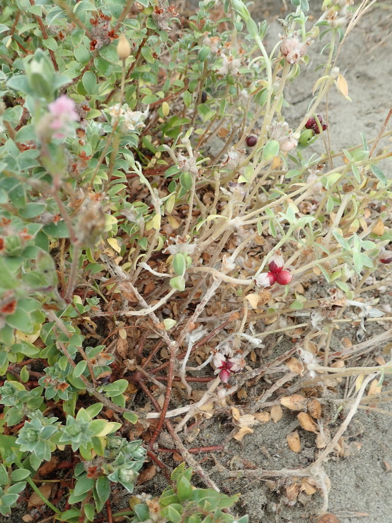 Pimelea villosa, Hokio Beach, New Zealand, by arnim