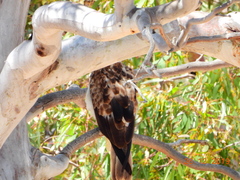 Hieraaetus morphnoides