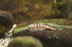 Hypergastromyzon humilis