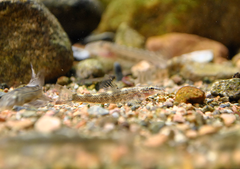 Homalopteroides smithi