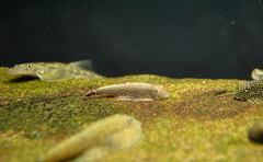 Gastromyzon scitulus