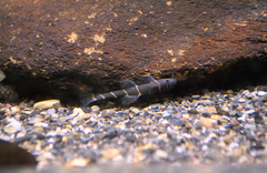 Fire-Eyed Loach photo 1