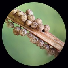 Cribraria argillacea