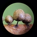 赭褐篩黏菌 - Photo 由 Peta McDonald 所上傳的 不保留任何權利