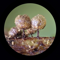 Cribraria argillacea