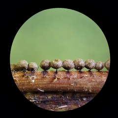 Cribraria argillacea