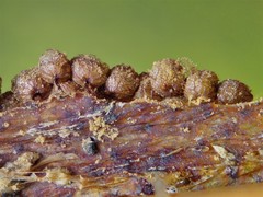 Cribraria argillacea