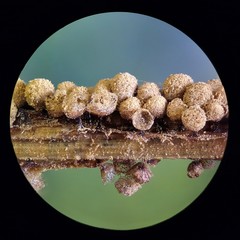 Cribraria argillacea