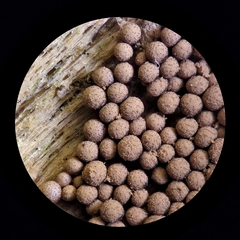 Cribraria argillacea