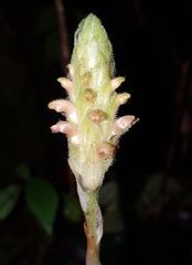 Platylepis