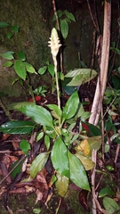 Platylepis