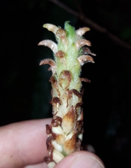 Platylepis