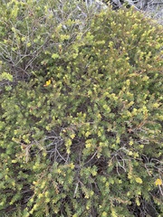 Pultenaea myrtoides