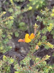 Pultenaea myrtoides