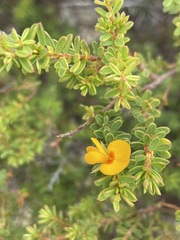 Pultenaea myrtoides