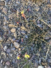 Acmispon neomexicanus