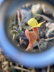 Acmispon neomexicanus