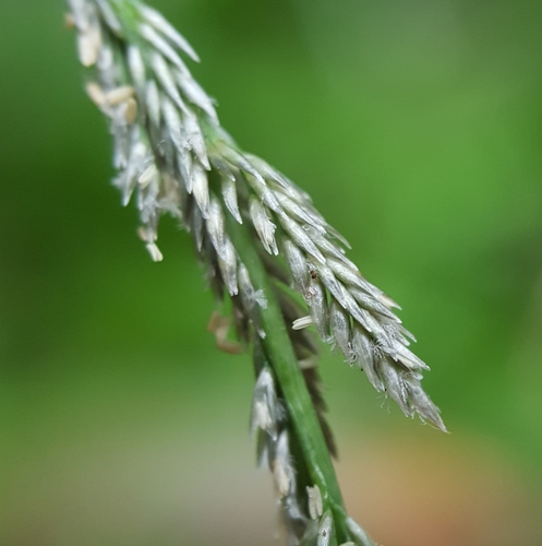 Sporobolus africanus image