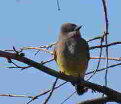 Tyrannus vociferans