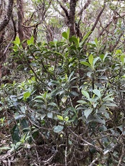 Scaevola glabra