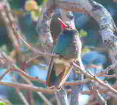 Cynanthus latirostris