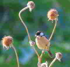 Sporophila torqueola