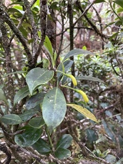 Scaevola glabra
