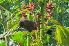 Sporophila torqueola